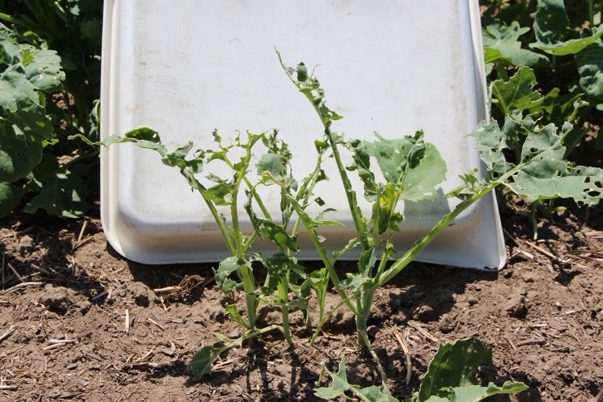 WSUSmallGrains's tweet photo. Reports of Diamondback moth have been coming in and the amount of damage is alarming! Learn more from @WSUExtension's Dale Whaley: https://t.co/nVbNkE0RIG
#canola #insecticide #drylandcropping #diamondbackmoth #croppingsystems #plantpest https://t.co/eqjbfRHNgV