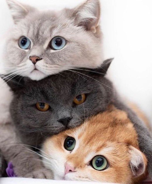 ❤️ #kaimelia #kaimeliaascats