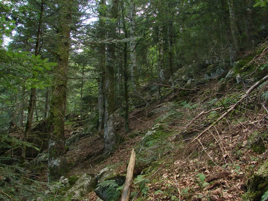 <a href="/CENAuvergne/">CEN Auvergne</a> a déposé un dossier important #Fondsvert pour financer des acquisitions de parcelles vieilles forêts #Sylvae &amp; tourbières sur plusieurs sites dans le Puy-de-Dôme et le Cantal. Merci par avance à <a href="/prefetrhone/">Préfète de région Auvergne-Rhône-Alpes et du Rhône</a> #DREAL <a href="/LoireBretagne/">Eau Loire-Bretagne</a> pour ce soutien attendu 😊