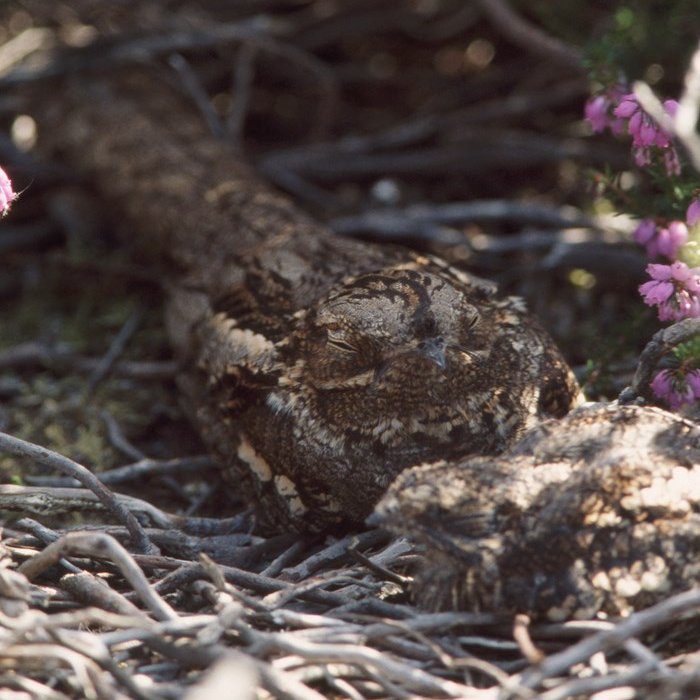 RSPB Arne 🌍 on Twitter "What a shocking moment in the Nightjar nest
