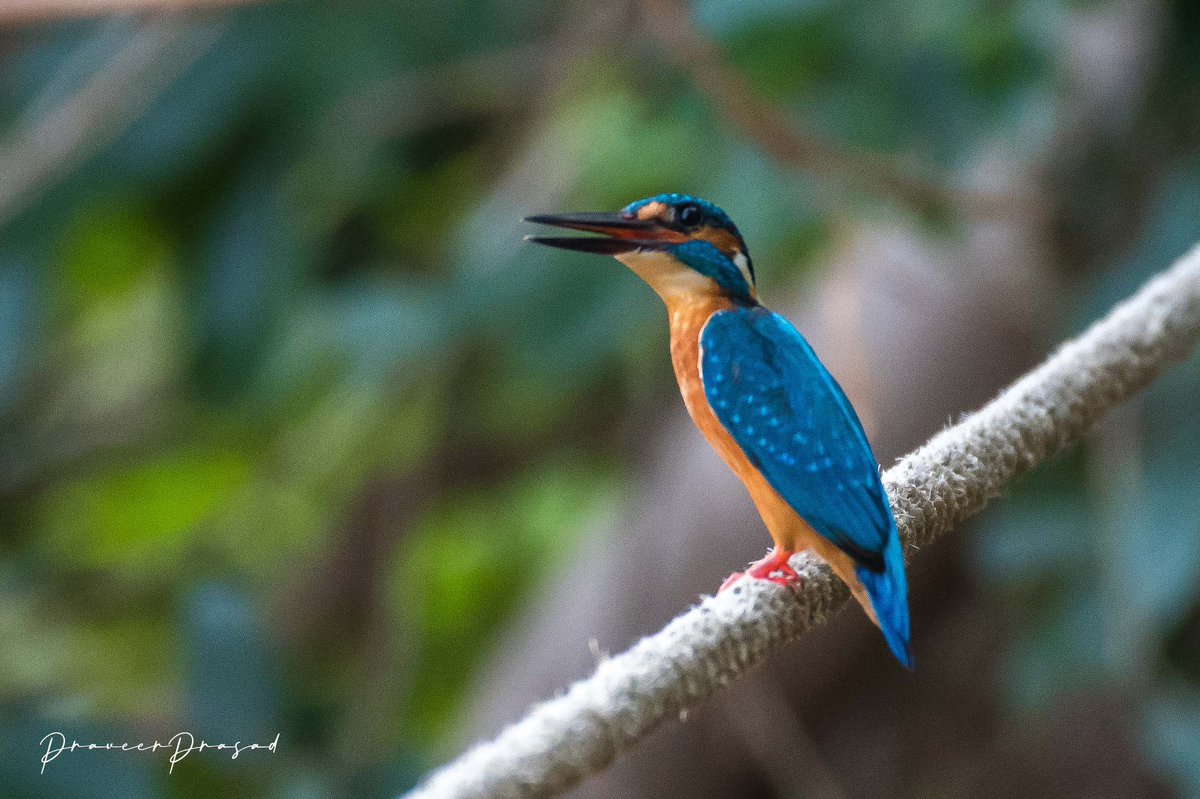 Common Kingfisher
#BBCWildlifePOTD #birdwatching #ThePhotoHour #BirdsSeenIn2022 #NaturePhotography #birds #birdsofIndia @NatureattheBest @WildlifeMag @NikonIndia @praveerprasad #NikonD500 @NatGeoPhotos #natgeoindia #indiaves #Karnataka @Junglelodges