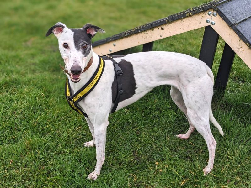 Please retweet to help Patch find a home #HAREFIELD #LONDON #UK 

Playful Greyhound aged 2-5, nervous, she is looking for a quiet, adult home as the only pet. A big softie, she's clever and enjoys training. 

DETAILS or APPLY👇 dogstrust.org.uk/rehoming/dogs/…
 #Greyhounds #dogs