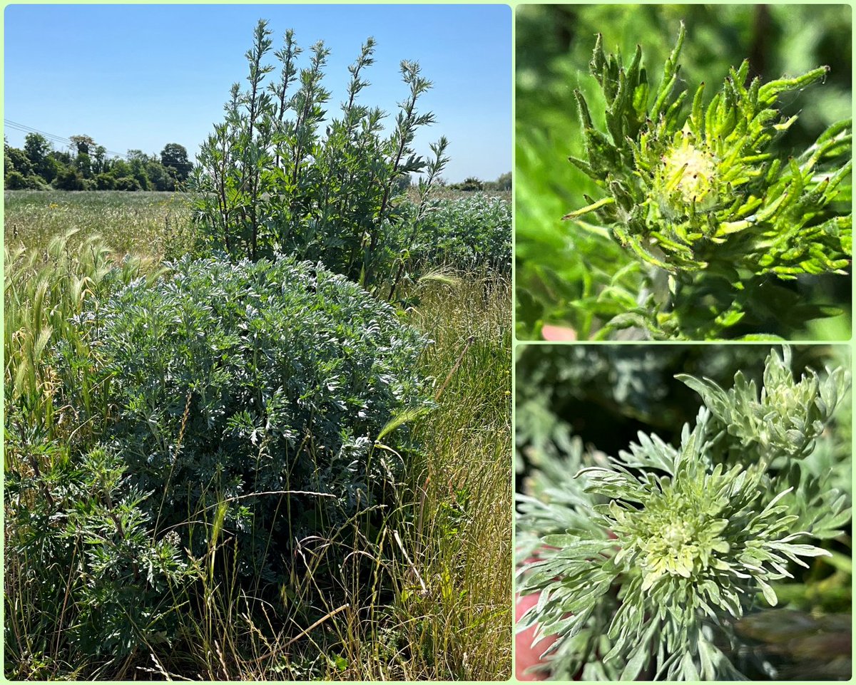 Roger_TL45Y's tweet photo. 💚 Love amongst the Artemisas 💚?
Here's tall Mugwort with short Wormwood today on Biggleswade Common, #Bedfordshire. (Artemisia vulgaris & absinthum) Although #Stace4 list hybrids of A. vulgaris none is with A. absinthum 😉
@wildlifebcn @BSBIBotany https://t.co/KhB3IBzFup