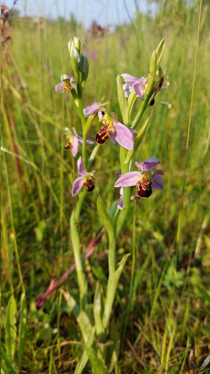 Na ontdekking van orchideeën in een wadi in Zetten vorig jaar, dit jaar ook maar eens op onderzoek gegaan in een wadi in Herveld. Na terugkomst is mijn kinderhand inmiddels overvol. En @Gem_Overbetuwe wist niets van dit moois op deze plek 😮 #zorgplicht