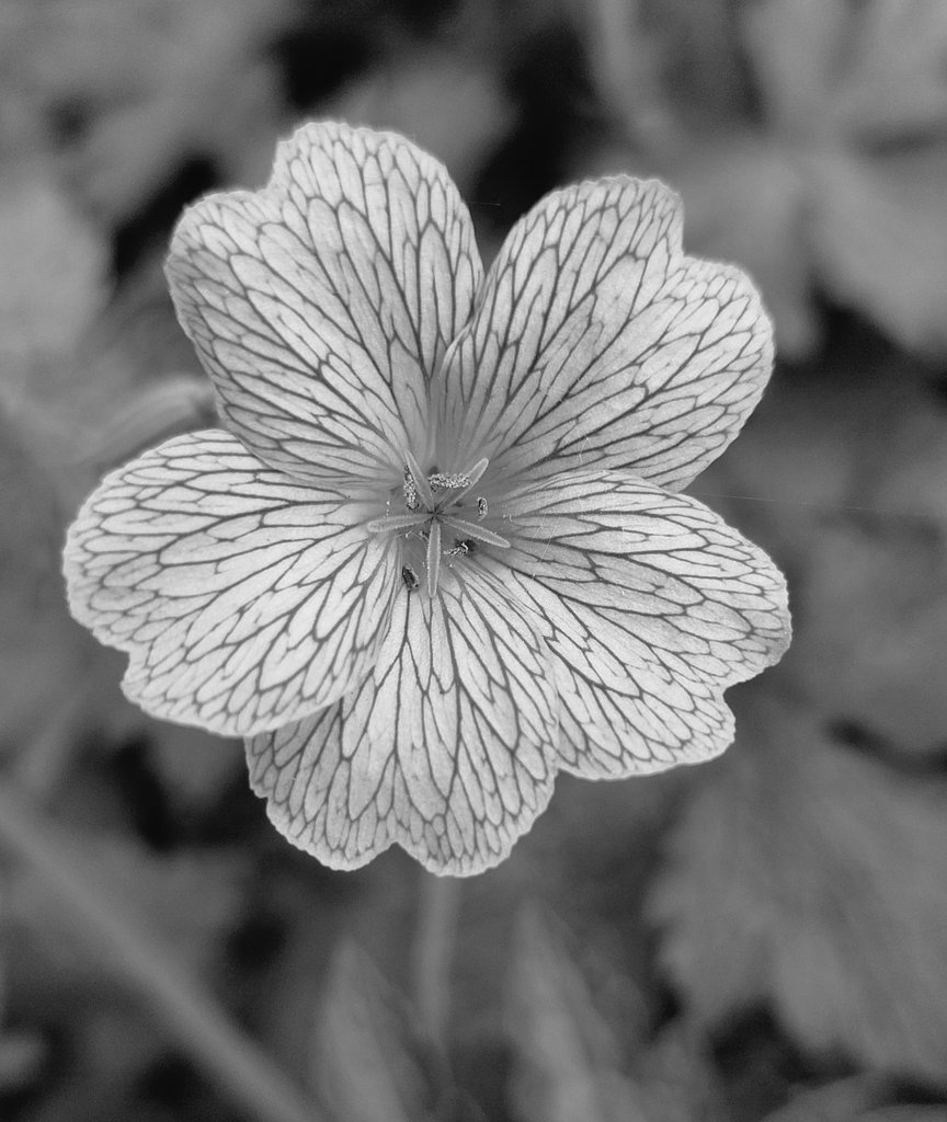 #GoodNightTwitterWorld #GoodnightEveryone Hope u all had a good day!!!! Been so hot today 28degrees it said on my car phew!!! 😩 ♥️
#FLOWER #thursdayvibes #flowerphotography #flowerpower #Flowers #blackandwhitephotography #blackandwhitephoto #NaturalBeauty