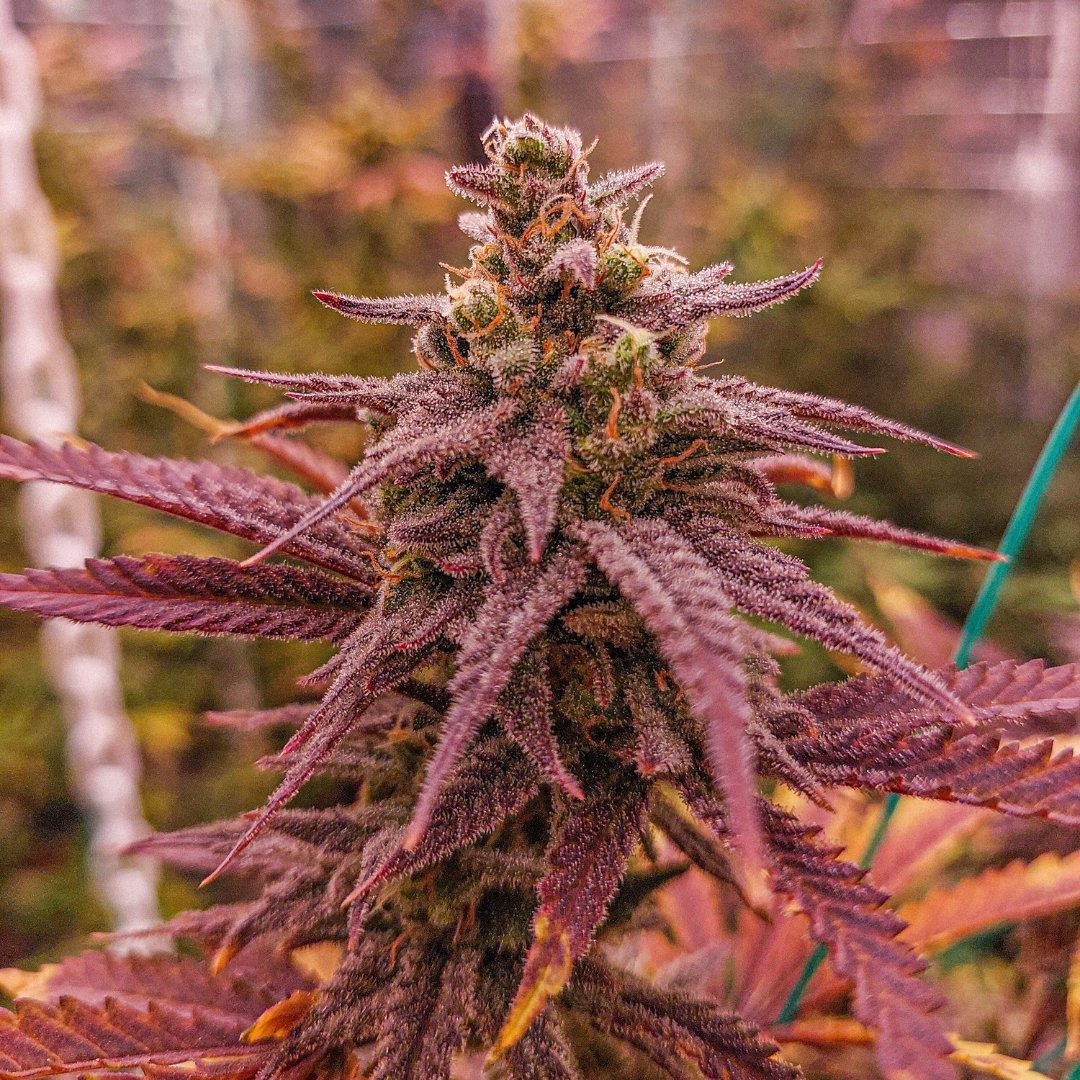 Fruity Pebbles

A richly vibrant and tropical-tasting strain bringing on an initial uplifting experience before descending into a colorful bliss of euphoria.

📷 highherbhunter

➡ ow.ly/sHh750Ouwwe

#msnlseeds #fruitypebbles #growyourown #outdoorgrow #cannabisphotography