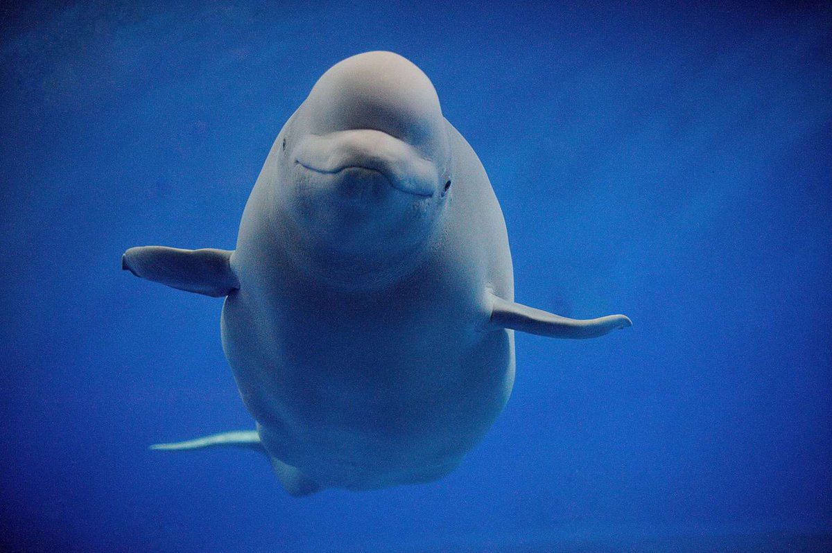 Stardew is 20% off on Steam for a week, and during this time 100% of revenue will go to help protect whales, dolphins, belugas, and other aquatic mammals through WDC @whalesorg . Pictured is a beluga whale,
