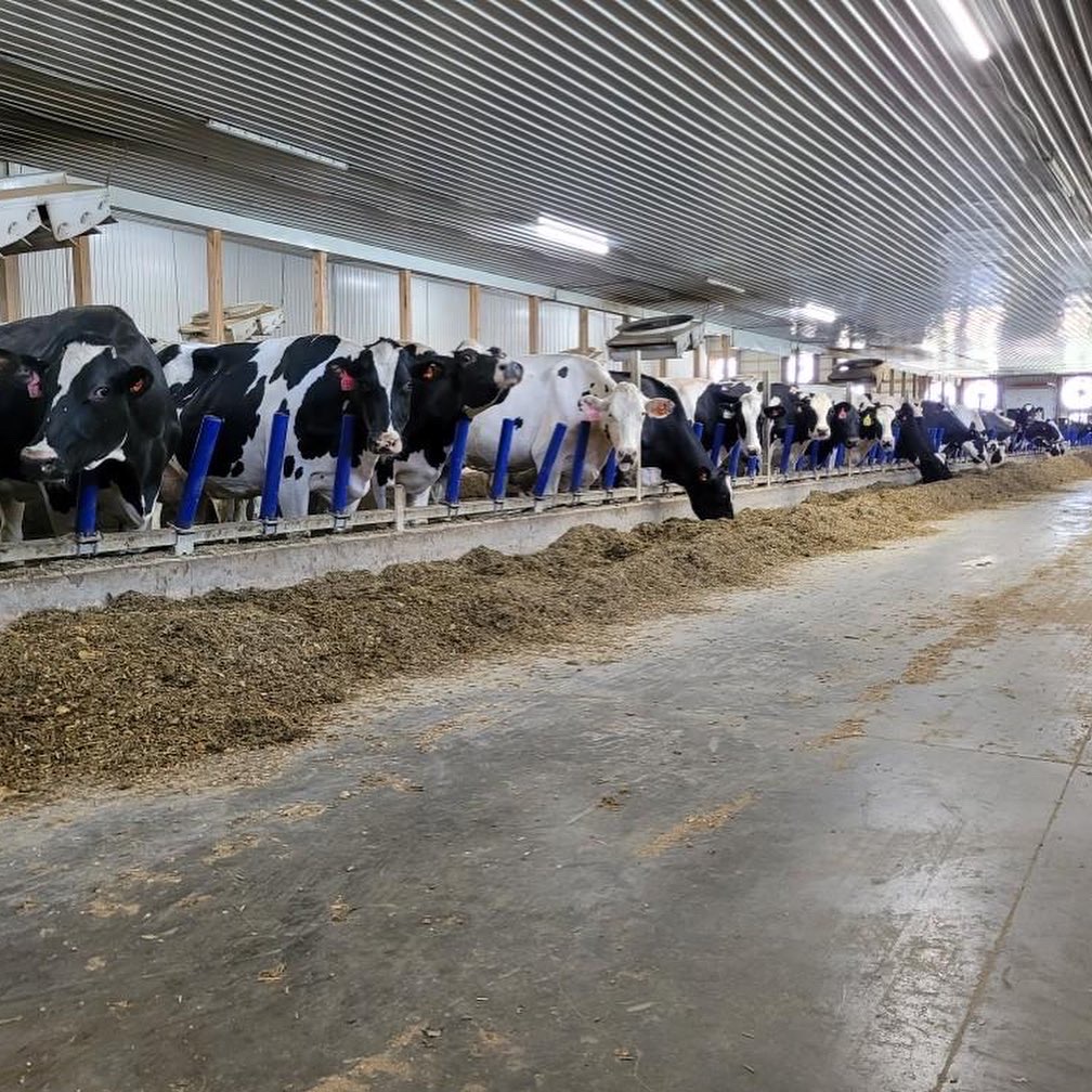 PerformanceBeef's tweet photo. For dairy producers across the country, raising dairy cattle is truly a labor of love. 

No matter what dairy products you are enjoying this month, don’t forget about the people, equipment, technology, and animals that helped it get there! 🍦🧀
#JuneDairyMonth #PerformanceBeef https://t.co/gporadxiBY