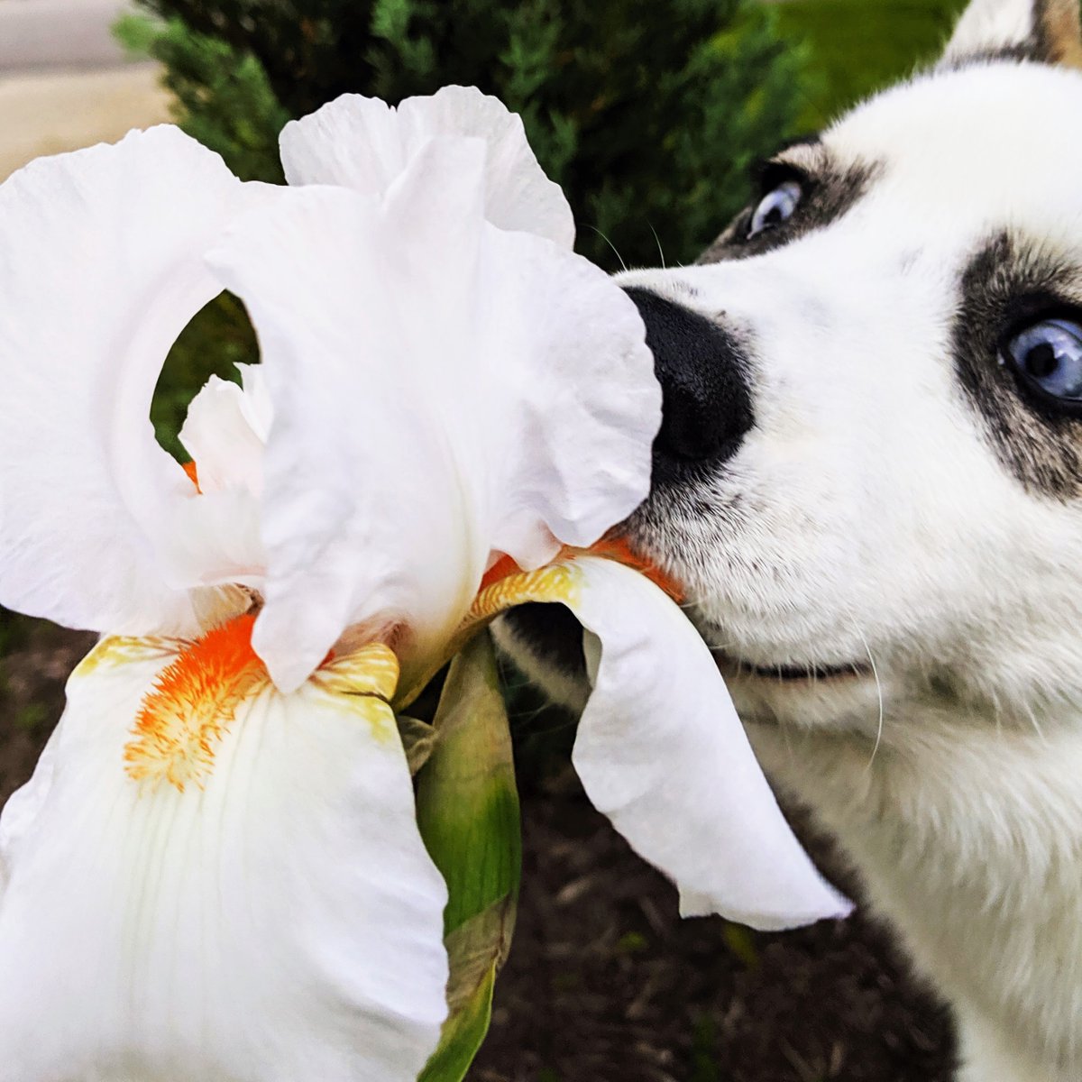 Another one of our fur babies with one of my garden babies.

So-Fi
Stopping to Smell the Irises, 05-21-2019
Digital Photography, Pixel 3

#Sofiimagines #mypic #petphotography #pets #pet #photography #petlovers  #cute  #doglife #petportrait #photooftheday #animals #love #puppy