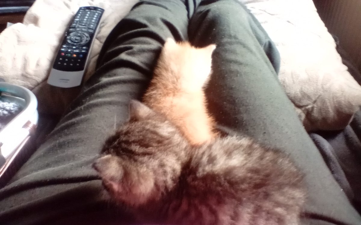 Gibt es hier jemanden, der uns diese beiden abnehmen wollen würde? 🥺 Die wurden auf der Straße gefunden und niemand in der Umgegend will verantwortlich sein. Selbst behalten geht leider nicht 😕 <a href="/TinkerBell_just/">Just Tinker Bell</a> hättest du vielleicht ne Idee?