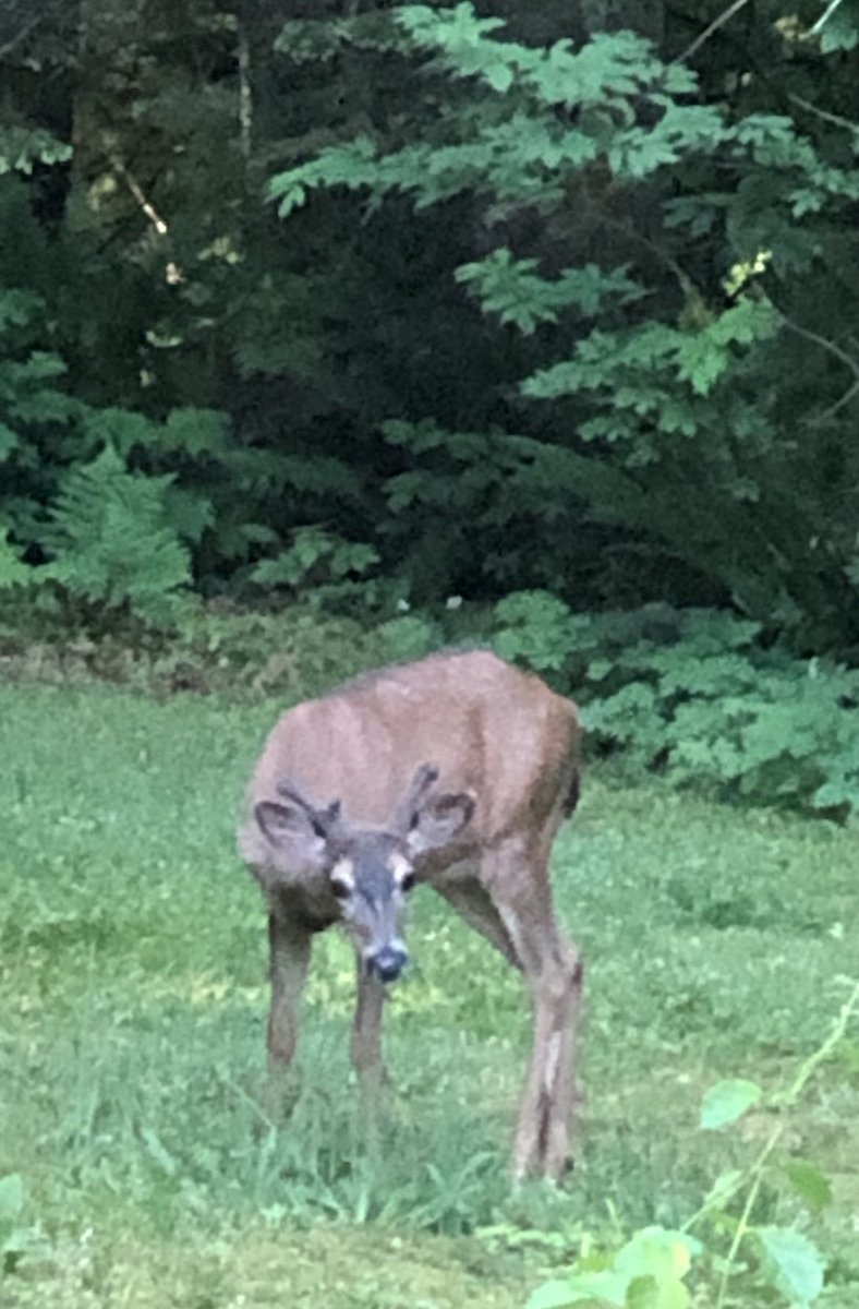 Morning visitor-our resident buck deer. He’s growing this year’s antlers. #beHappy