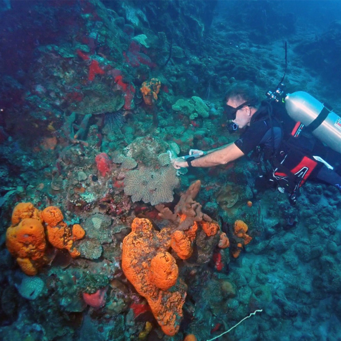 Celebrate #WorldOceansDay &amp; discover how you can ride the wave towards a sustainable future!

Join us &amp; commit to sustainable travel, supporting projects such as Coulibri Ridge's coral reef protection project, or The Brando's 'University of the Sea': bit.ly/3P5185A