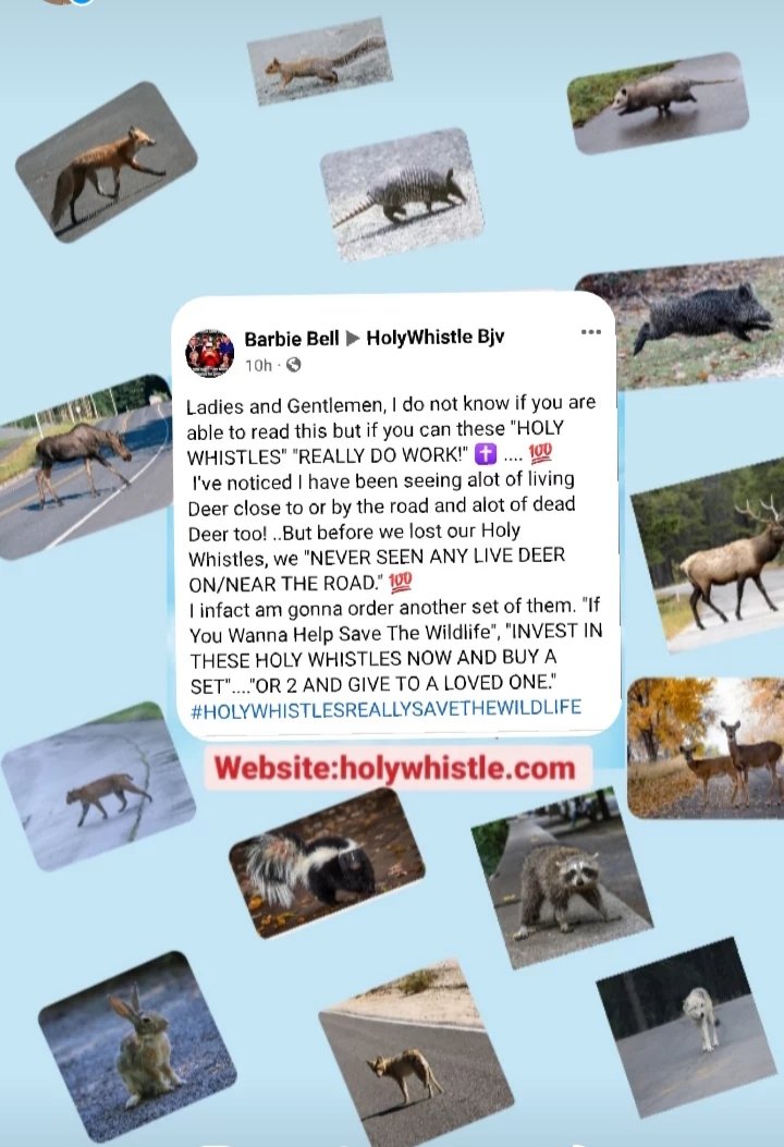 WhistleHoly's tweet photo. #wildlifeprotection #wildlife #animal #animals #animallovers #vehicles #vehicle #motorcycles #roads #Motorcycle #motorcyclerally #motorcyclelife #motorcyclegroup #motorcycleclub #motorcyclesafety #wildlife #animals

Website:https://t.co/0qDr458BWV https://t.co/ajsvfMabZP