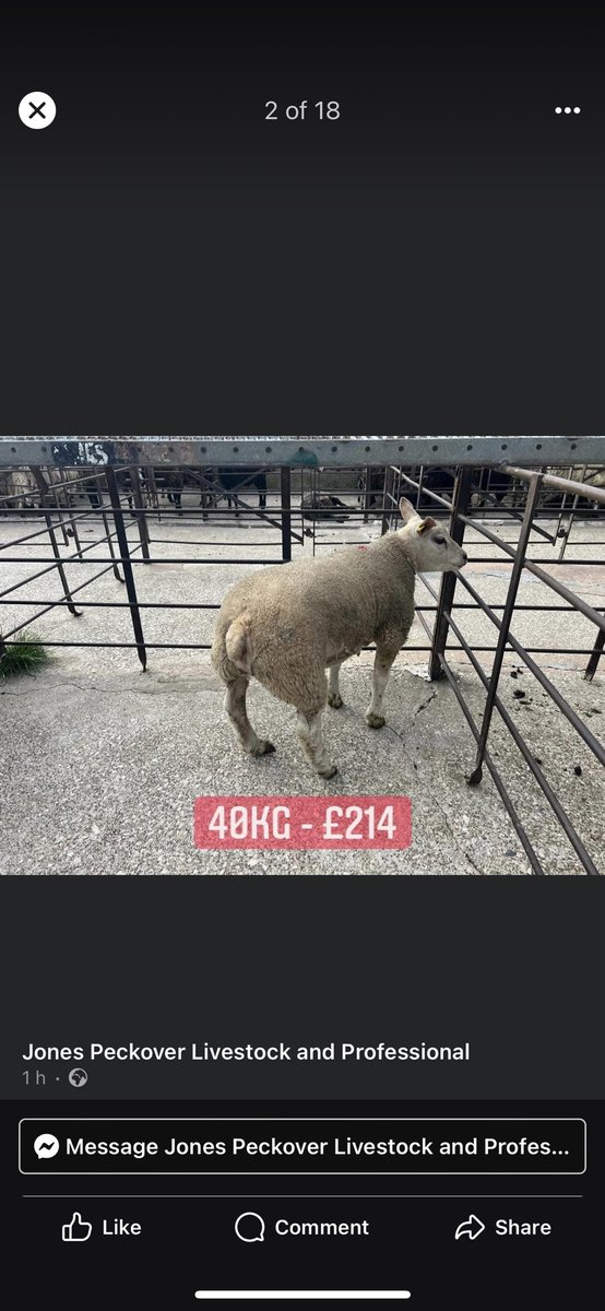 Not a bad trade to start selling this year’s lambs👌