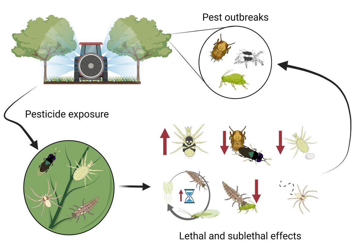 Would you like to know more about the field of pesticide non-target effects on natural enemies?

I wrote a mini-review! The paper is freely available to anyone using this link for the next 50 days.

authors.elsevier.com/a/1hDM27tYJFnQ…
