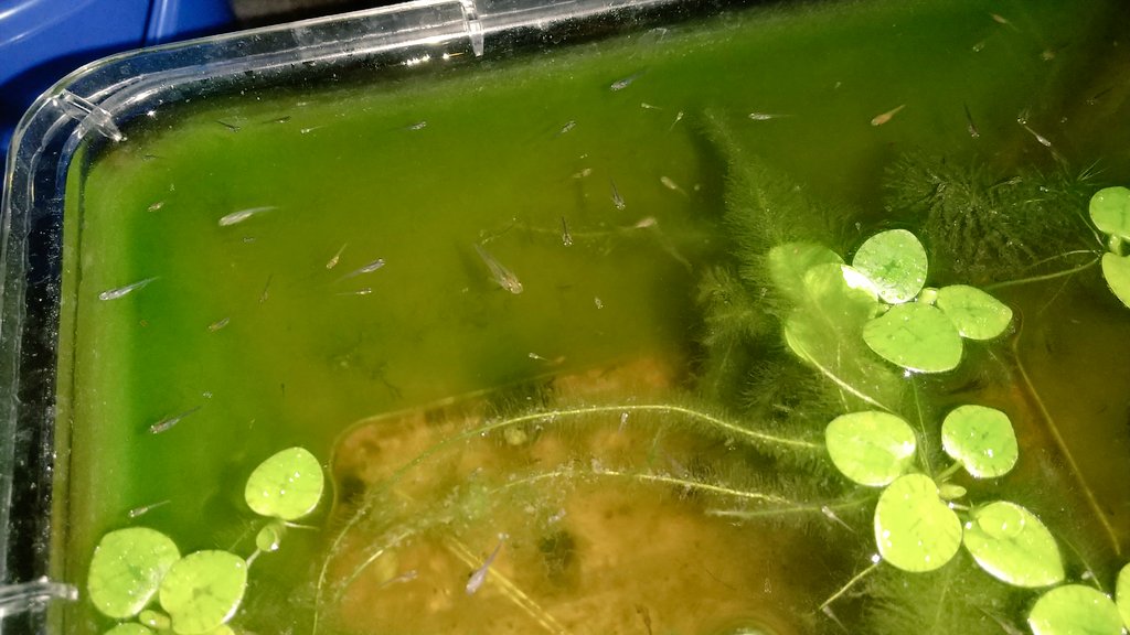 cWNRq6uFpB2MP9l's tweet photo. そろそろデカくなった4月~5月前半生まれの稚魚別けないとな😐
腰掛けながら2時間半あまり作業したけどずっと同じ体勢でいたから、脚と腕と腰が痛い🙄
筋肉痛予防に今夜はSHIGETAのオイル擦りこんで寝る😴
#メダカ #SHIGETA https://t.co/qutBIr2fz6