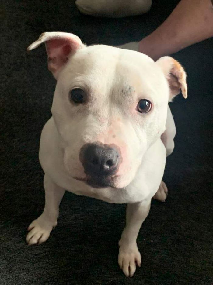 Please retweet to help Charlie find a FOSTER OR FOREVER HOME #BOURNEMOUTH #DORSET #UK 

Affectionate Staffordshire Bull Terrier aged 6, sadly in a kennel at the moment. 
He can live with children aged 12+ as the only pet in the home ✅

DETAILS
staffieandstrayrescue.co.uk/dogs/charlie-4
#dogs