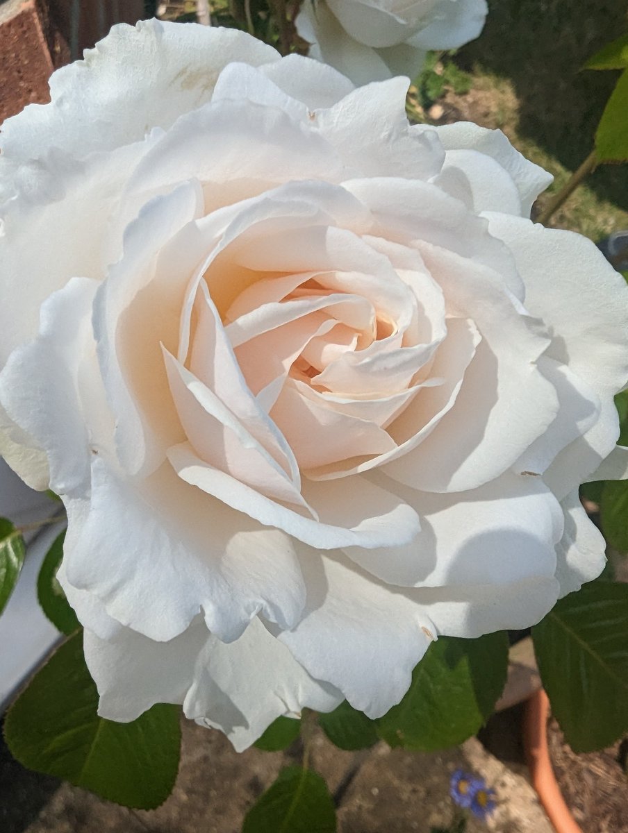 Beautiful Dame Deborah James Rose in full bloom in my parents' garden today. What a legacy, such a beautiful, selfless lady🌹#harknessrosecompany