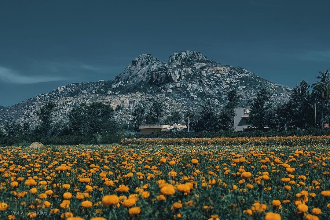 The Earth laughs in flowers.🌼

📍Kaurava Kunda, Karnataka.