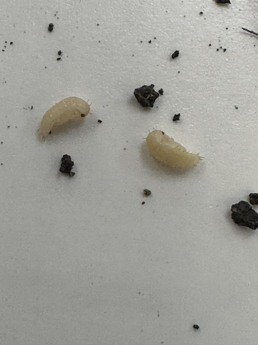 Kris Ehler tweet media