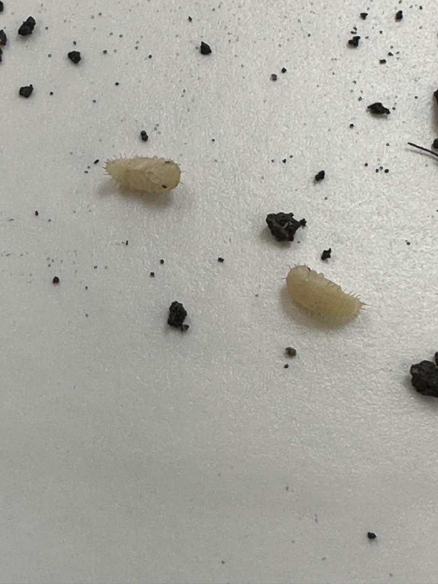 Kris Ehler tweet media