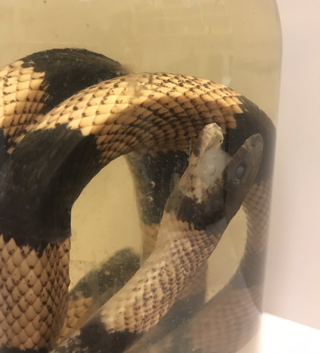 Dr. Julia Riley tweet media