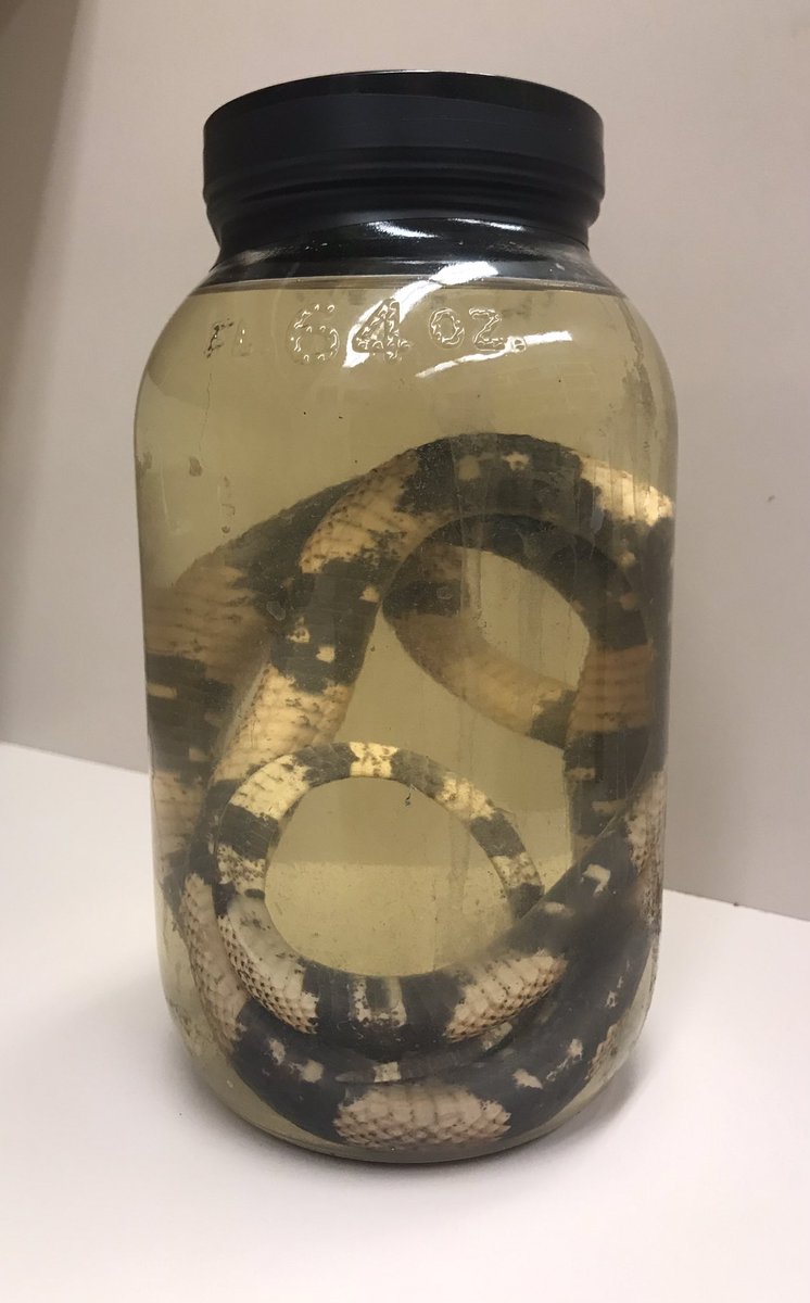 Dr. Julia Riley tweet media