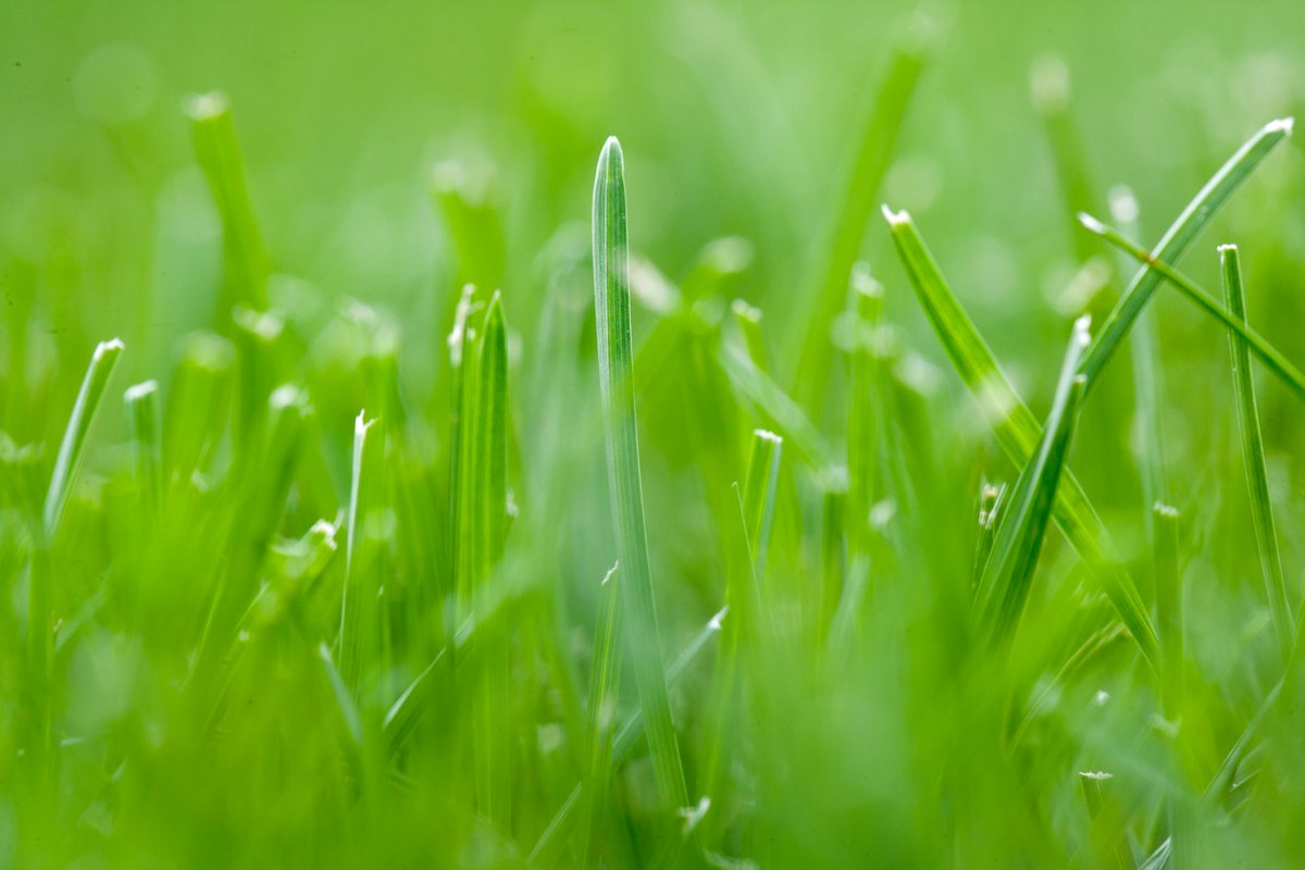 UMNTurf's tweet image. Now hiring! Apply for the Assistant Professor - Managed Turfgrass Systems at the UMN! This position is a 9-month (academic year), tenure-track faculty position with research, teaching, and Extension responsibilities. To learn more and apply: turf.umn.edu/now-hiring-ass… #HigherEdJobs