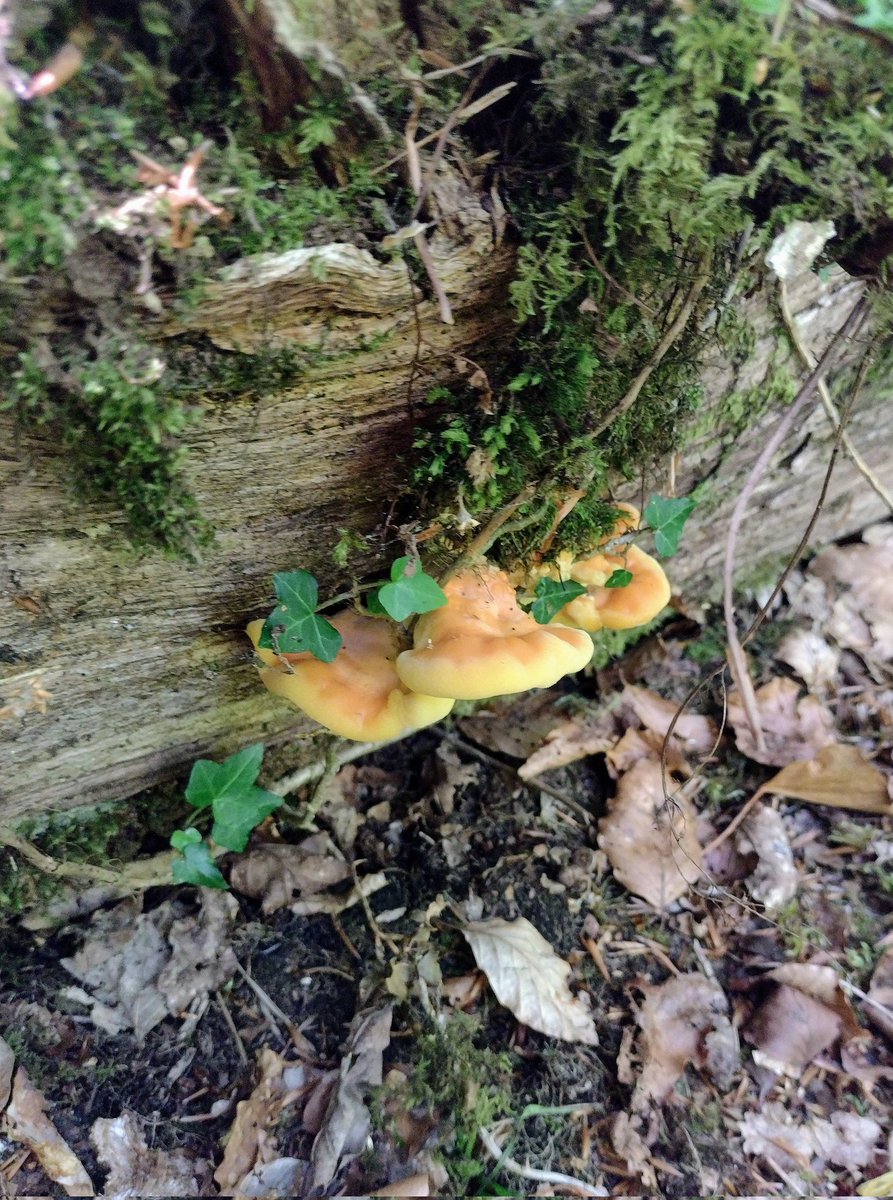 Lots of prime Laetiporus sulphureus - chicken of the woods 🐔 #foraging #SCOTLAND