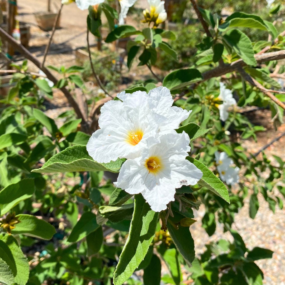 MoonValleyTrees's tweet image. Nothing elevates a landscape like flowering trees! 😍 Add instant curb appeal to your home with our wide selection of flowering trees. Find the perfect addition for your yard at any location today!
#Flowers #WeKeepYouGrowing #MoonValleyNurseries