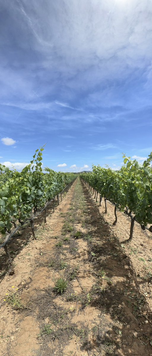 Today some of our @BexylP partners from @IAS_CSIC @AgriculturaGOIB  #tragsa had a wonderful field trip to search for grapevine fields affected by #Xylella for developing our remote sensing and epidemiological studies in collaboration with @UniMelb/@ZarcoTejada