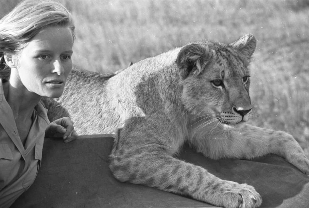 Happy Birthday to Virginia McKenna who turns 92 today!  Pictured here in Born Free (1966). 