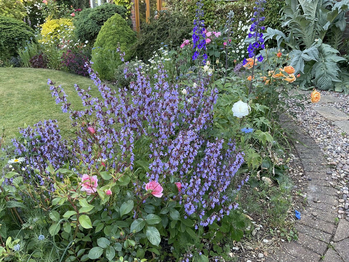 Front #Garden #wildlife friendly #colour #roses - all from cuttings  🙂