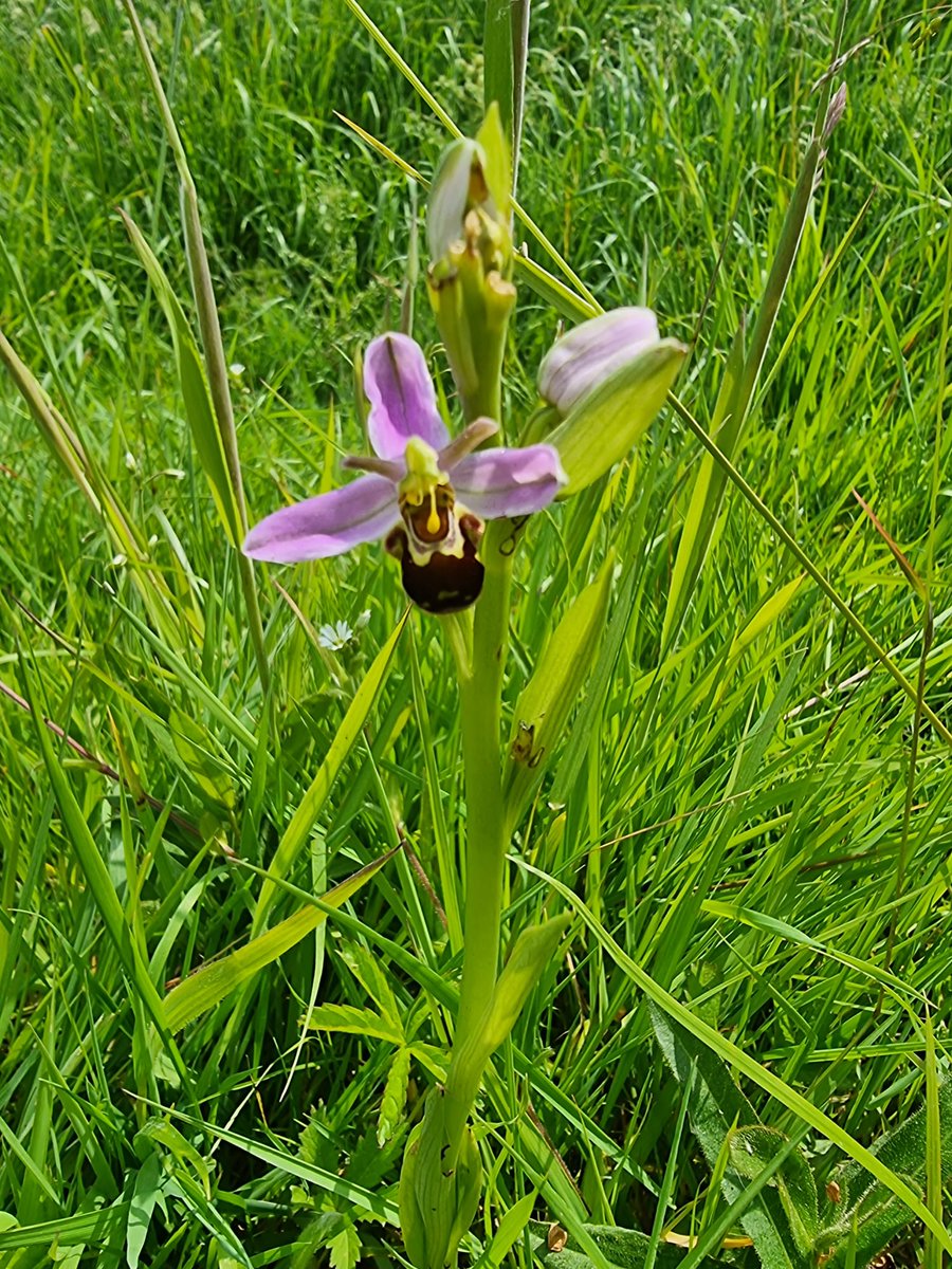A real education to be part of the @npwsBioData Farm Plan Scheme. Letting farmers tailor how the scheme works and give advice, support and funding along the way. Only wish all farm schemes were like this. Also found our first bee orchid on farm for filming with @TG4TV #result