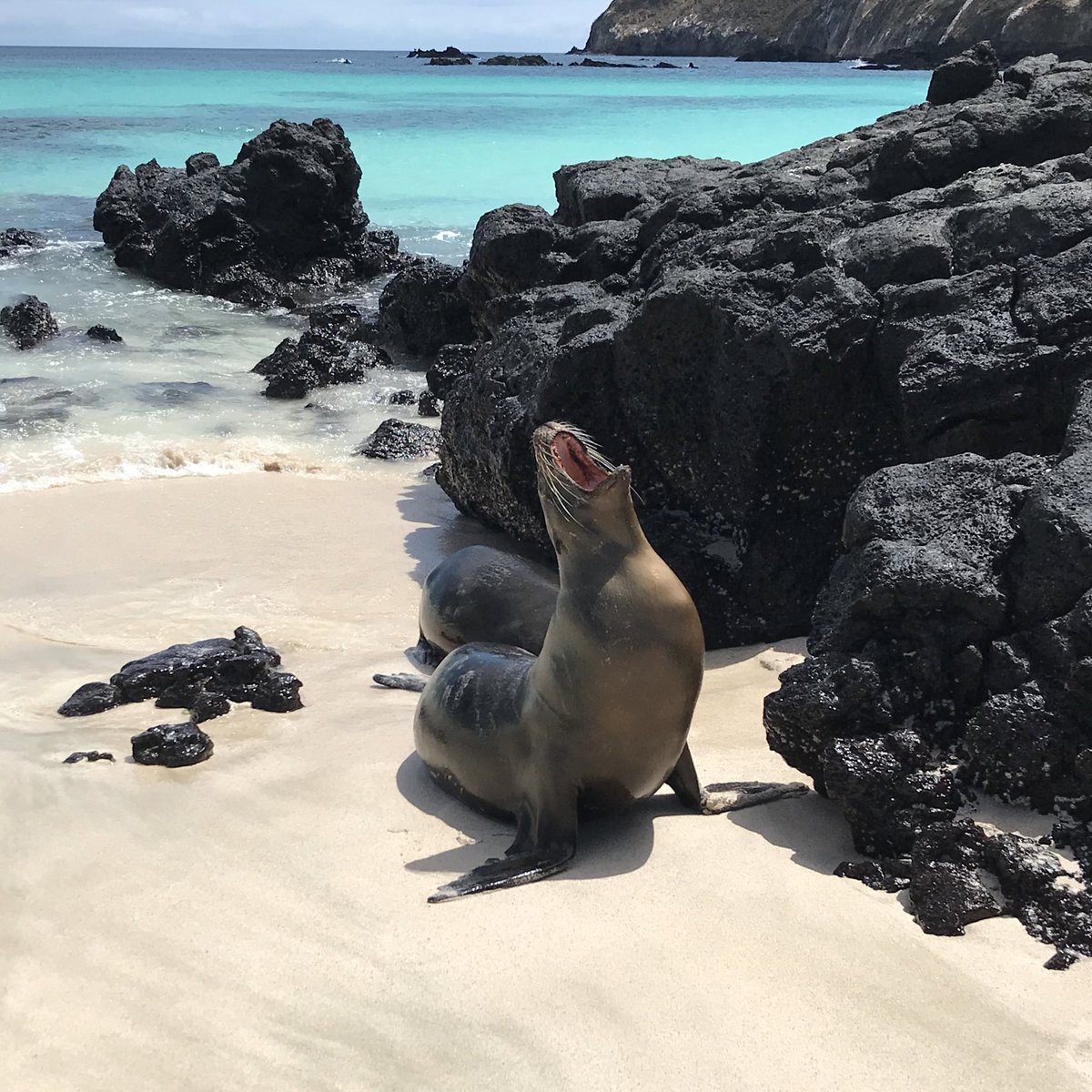 Feliz #DíaMundialDeLosOcéanos 🌊

Si no cambiamos, hasta 2050 habrá en los océanos (por peso) más desechos plásticos que peces 🤯
Esto pondrá en riesgo no solo los océanos y todo lo que vive ahí, sino todo el planeta incluso nosotros…🌎

(Tomé la foto de un 🦭 en los #Galápagos)