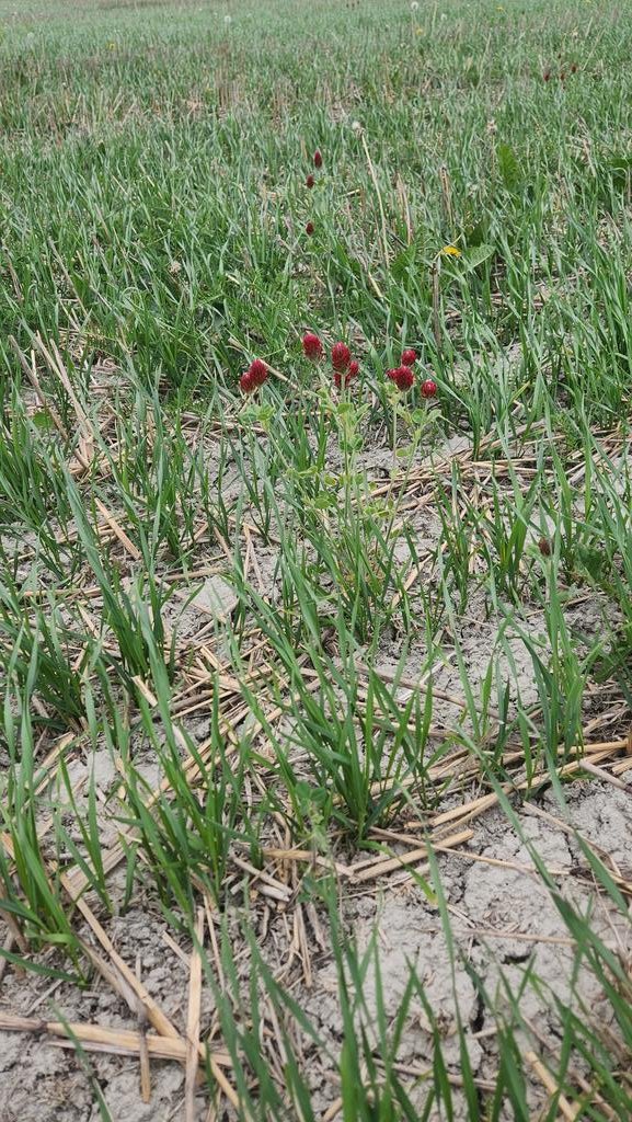 BigTNorthAg's tweet photo. Crimson Clover survived Northern Winter
#MildWinter
@TheTugboat99 
@sahota_tarlok https://t.co/lPPcR7xf2s