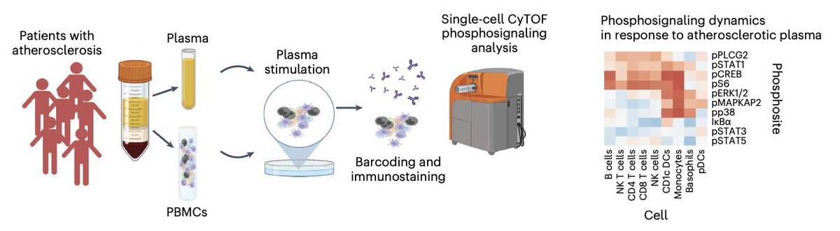 Read our latest #research on finding new ways to 🥷 ⛔️#inflammation in #atherosclerosis using #drugrepurposing #systemsimmunology #CyTOF published on @NatureCVR rdcu.be/dd4Ne @nyugrossman @NYULHCVRC @nyulangone @GiannarelliL @NIH @ncats_nih_gov 🧵👇