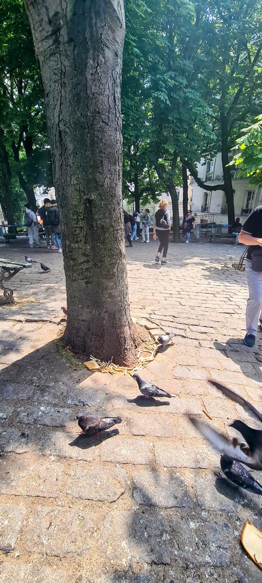 vonlausen's tweet photo. Donnez leur de la brioche en plus du pain et des toasts. !!  La place Émile Goudeau ses fientes et ces centaines de pigeons. Il paraît qu'il  est interdit de nourrir les pigeons. + On pt trouver  des rats  qui viennent se régaler la nuit des cadavres de pigeons https://t.co/ENfHD3oFcs