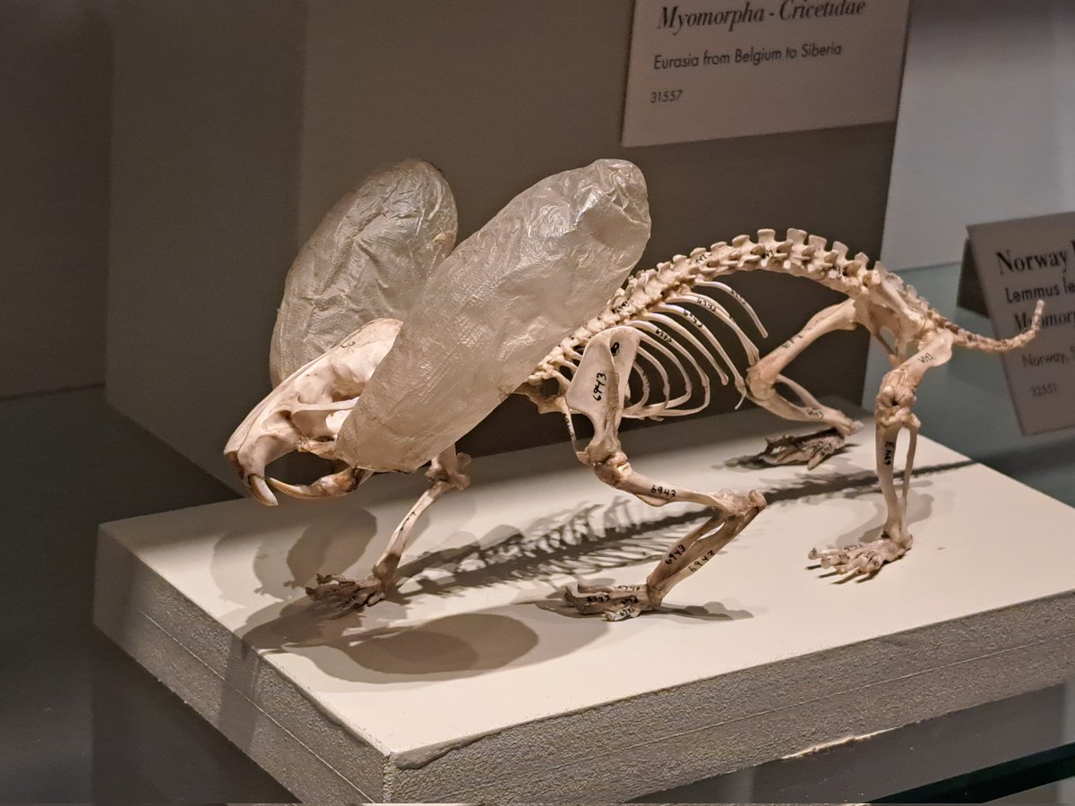 JackDAshby's tweet photo. If you've ever wondered the anatomy behind #hamsters' amazing ability to store so much food in their cheeks, this nifty preparation at @HarvardMuseum shows us how they do it. 🐹 https://t.co/omAiHTMMkZ