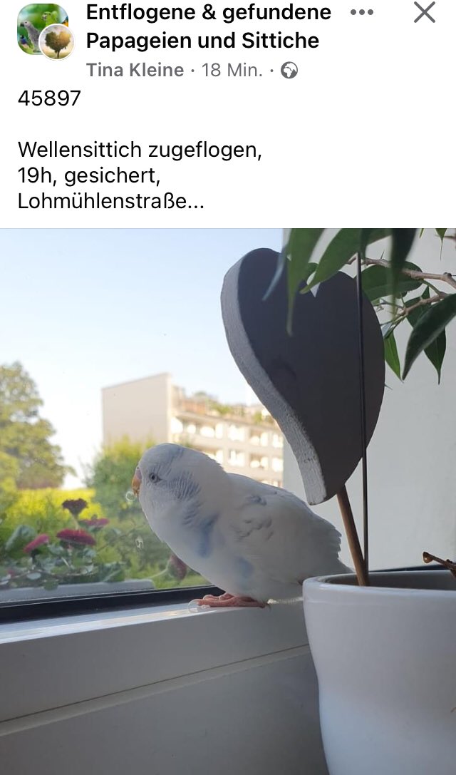 Darūma-rîn 🪶 (@maschlea5) on Twitter photo 