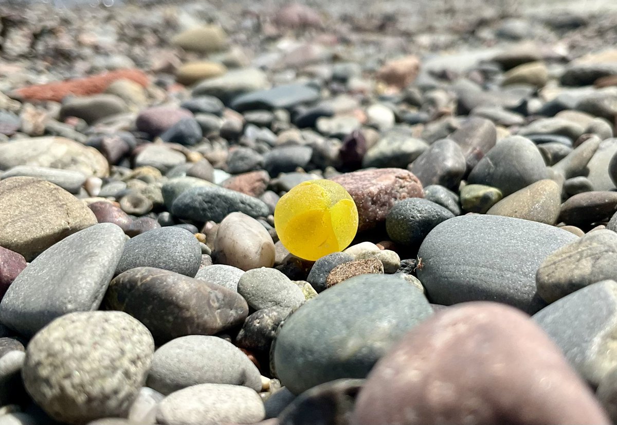 ~ Hello Sunshine! ☀️
#beachcombing #capebreton #seaglass #mermaidstears #Beachcombing #mudlarking #visitnovascotia #beachglass #seamarble