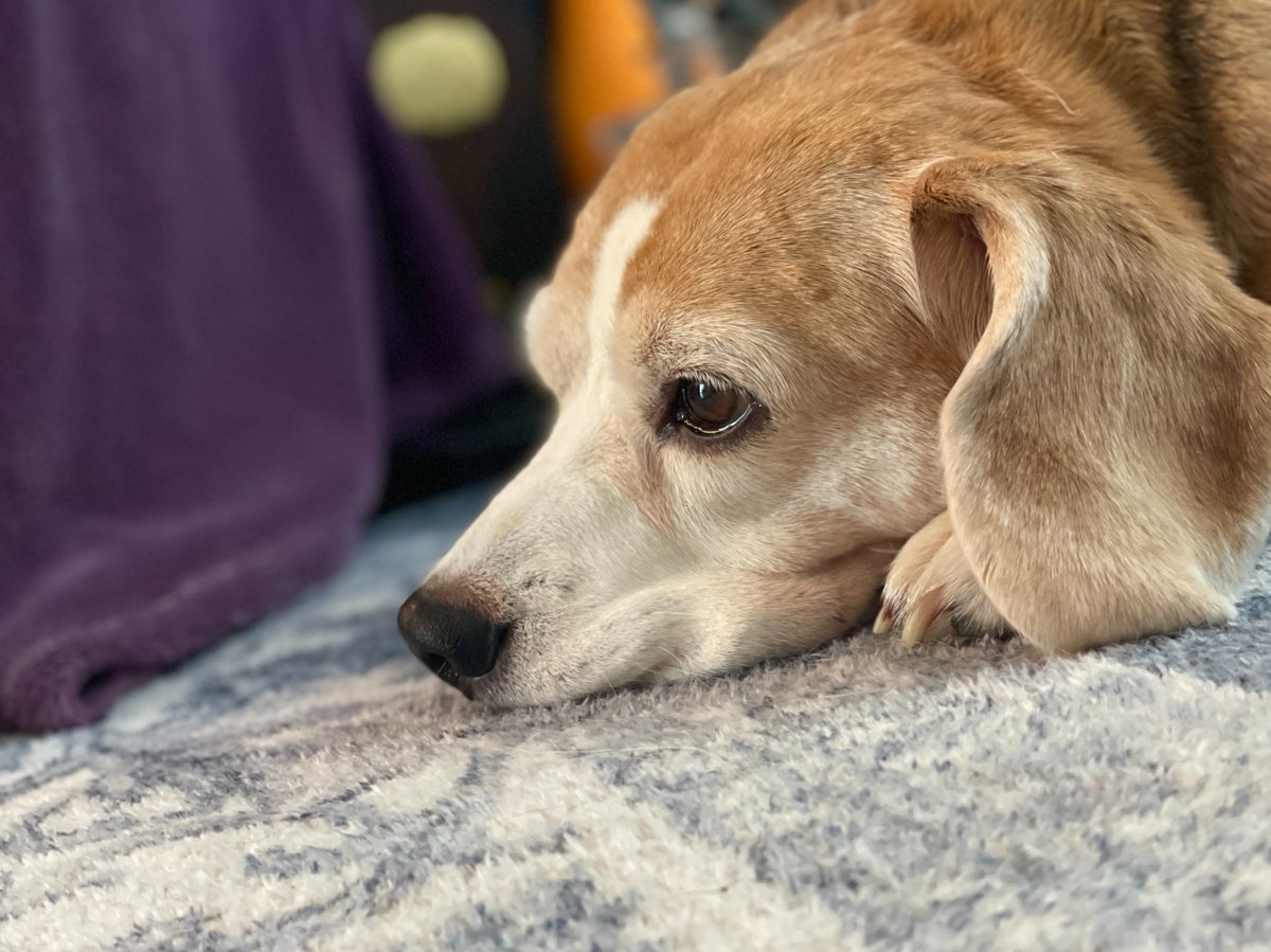 TheBarmyBeagle's tweet image. When you&apos;re so deep in thought that your jowls literally melt into the ground 🤔😂

#MeltedJowls