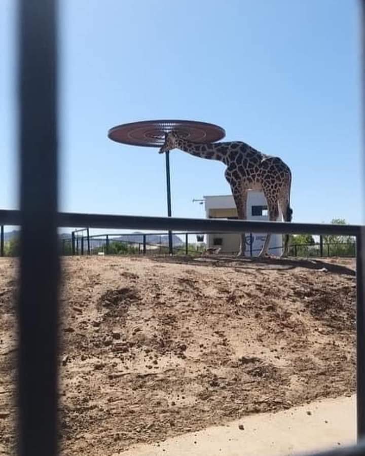 AnimaNat_Mexico's tweet image. Inadmisible que tengan a una jirafa expuesta en un parque en Ciudad Juárez a temperaturas arriba de 40°C.
De inicio no debería estar en una ciudad!!

Alcalde @CruzPerzCuellar esto es maltrato animal y ud. es responsable si no hace algo al respecto. 
@PROFEPA_Mx ¿existes aún?