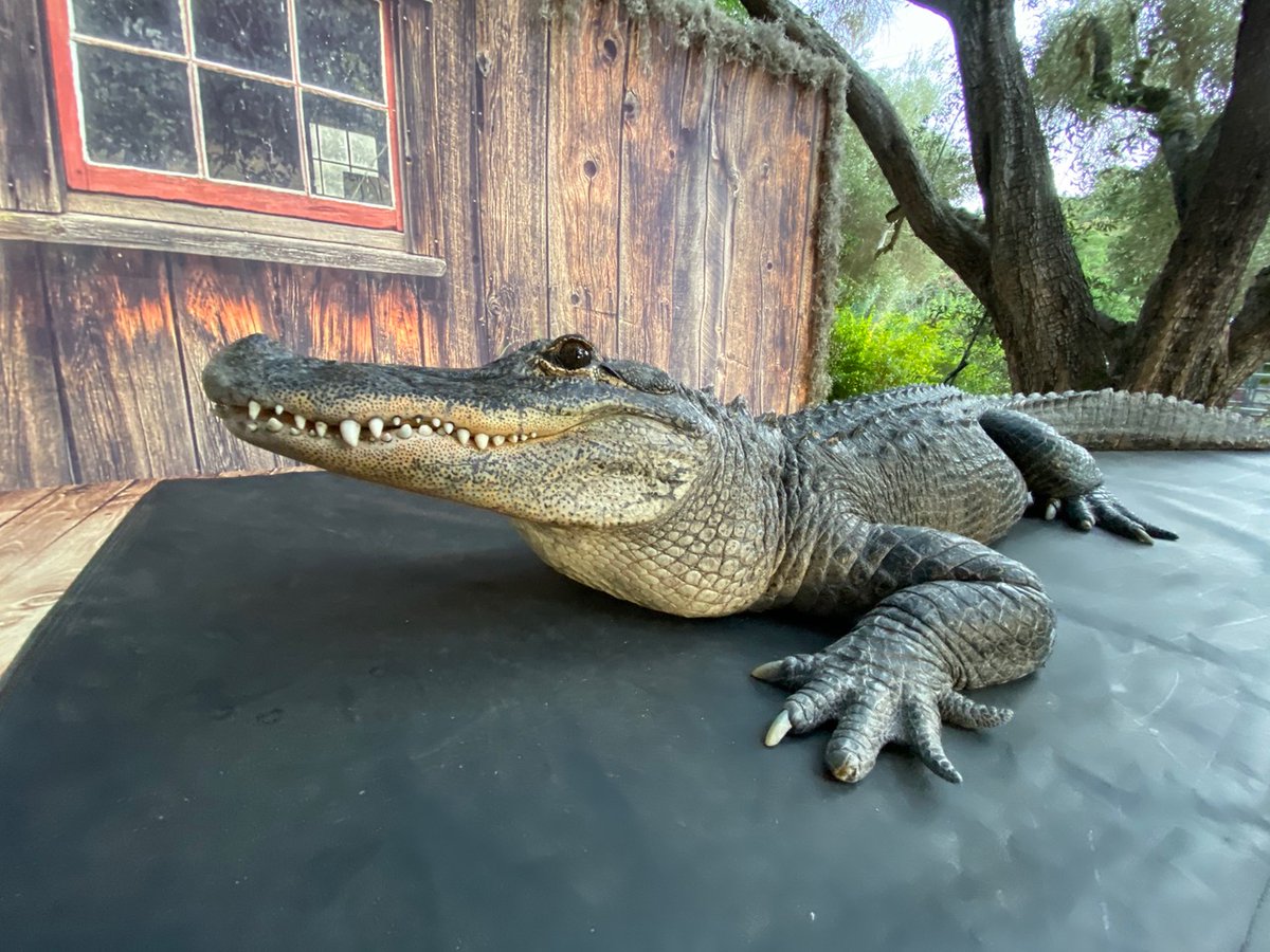 Sensorio Gives Back Spotlight: <a href="/conservationamb/">Conservation Amb.</a> gives a worldwide voice to wildlife by providing a permanent, loving home for displaced, abused, abandoned, or permanently injured wild and exotic animals. To learn more about Zoo to You, please visit conservationambassadors.org.