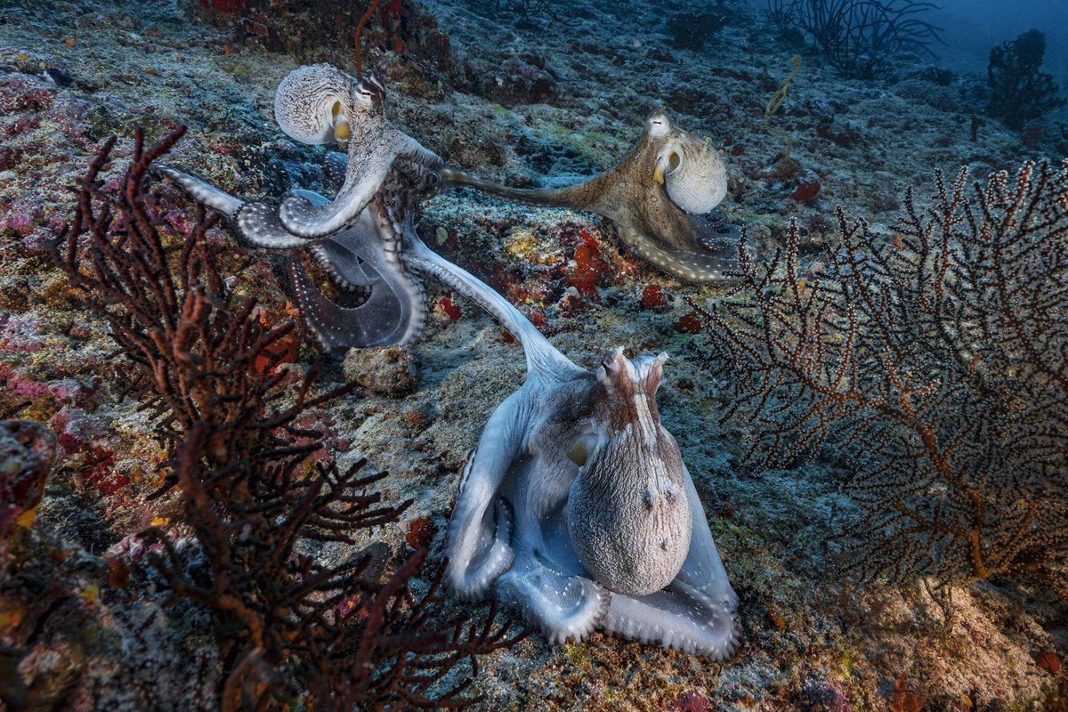 #WorldOceansDay: Photographer @AlexisRosenfeld has devoted his life to telling the story of the Ocean. His work '1 Ocean,' a decade-long journey of discovery of the Ocean, was exhibited at #visapourlimage2022. Discover his report here: visapourlimage.com/.../exhibition… @UNESCO