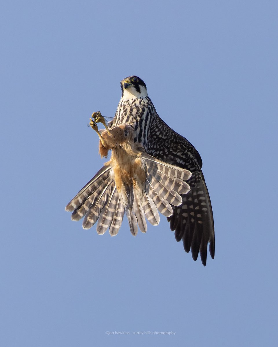 Hobby catching a Common Darter (I think).. Thursley Common..… @Natures_Voice @BBCSpringwatch @iNatureUK @BDSdragonflies #hobby #BirdsOfPrey #commondarter @NaturalEngland #thursleycommon #surreyhillsphotography @CanonUKandIE