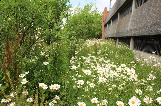 Don't miss @PhibsTidyTown launch of Villa Bank #Biodiversity Garden this Sat, 10 June, from 1-3pm.  All welcome.  #communityengagement #sustainability, #education #greening #phibsboro @DubCityCouncil @DCCParksBiodiv @dubcilib