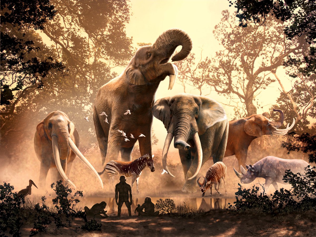 Today <a href="/ScienceMagazine/">Science Magazine</a> we present new results that shed light on the processes behind the waning of #megaherbivores diversity in Africa.

science.org/doi/10.1126/sc…

[by Faysal Bibi @AmniotaLab &amp; Juan L. Cantalapiedra <a href="/singerstone/">Juan L. Cantalapiedra</a> <a href="/GloCEE_EcoEvo/">GloCEE@EcoEvo</a>]

👇 🧵

[artwork by Julius Csotonyi]