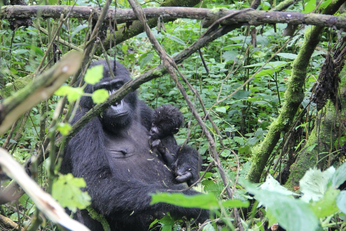 Gorilla moms are amazing! They form strong bonds with their offspring and provide them with constant care and protection. 💕🦍 Witnessing their maternal instincts is truly heartwarming! #BuhomaLodge