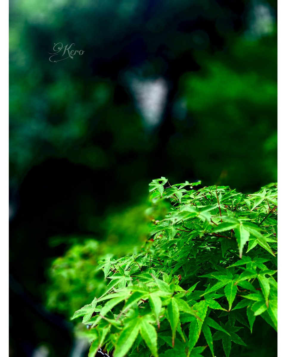 いつもの神社道
カエルの手でカエデ
秋になると真っ赤に染まりました
今は青、
ただ、緑。

#写真好きな人と繫がりたい #artAbu 
#五行歌　詩

　緑に包まれ
　森の奥深く
　何かに満たされる
　其処に確かに
　僕はいる